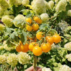 Томат Ацтек