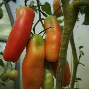 Томат Аурия