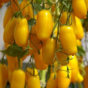 Томат Банановые ноги