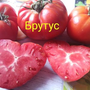 Томат Брутус