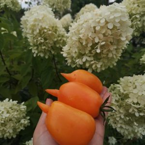 Томат Буратино