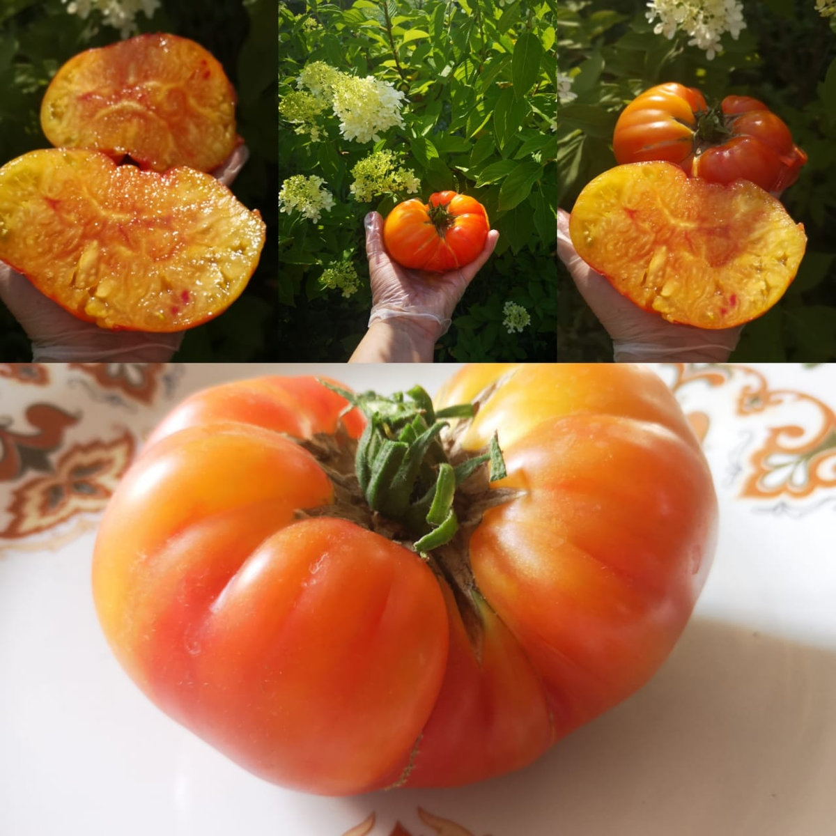 Томат Бурракерские любимцы (Burracker’s Favorite)