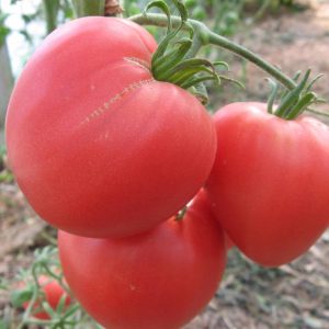 Томат Бычье сердце.