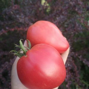 Томат Бычок розовый от В.Алифирова.