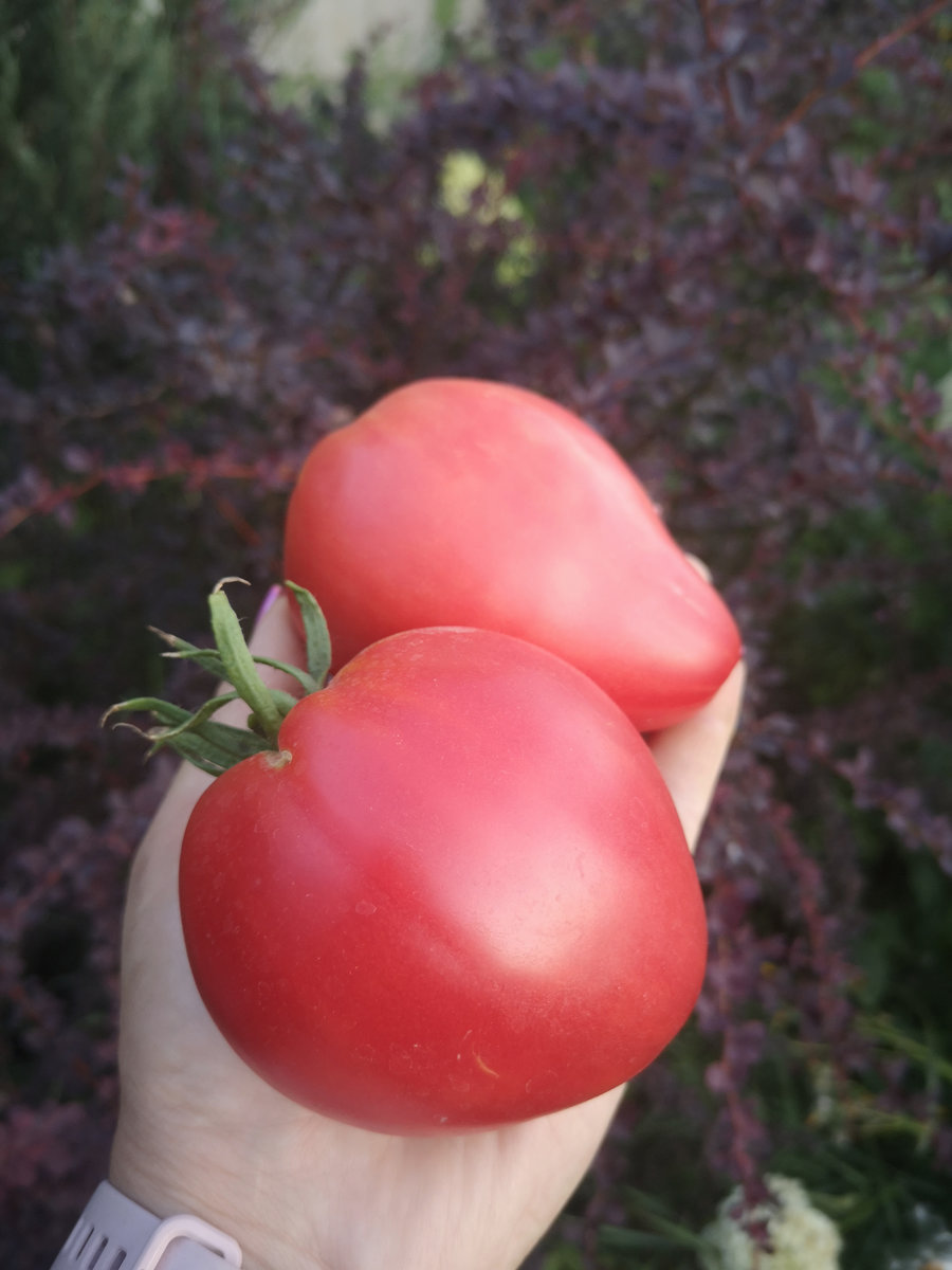 Томат Бычок розовый от В.Алифирова.