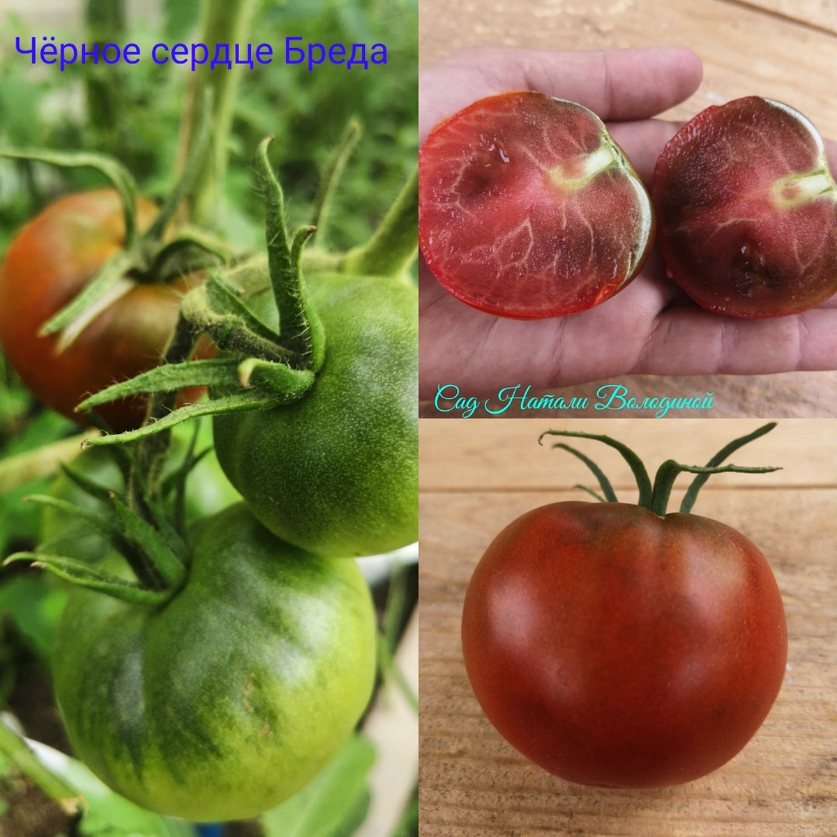 Томат Черное сердце Бреда.(Brad’s Black Heart)