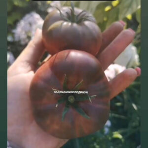 Томат Черный Принц