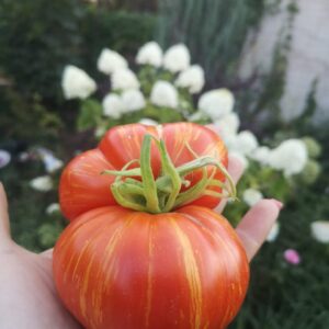 Томат Чероки большой тигр (Cherokee Tiger Large)