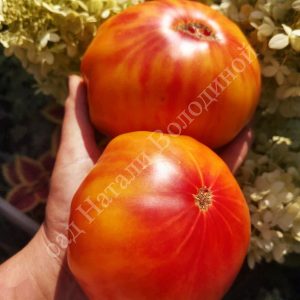 Томат Чудо Арканзаса