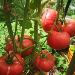 Томат Чудо земли