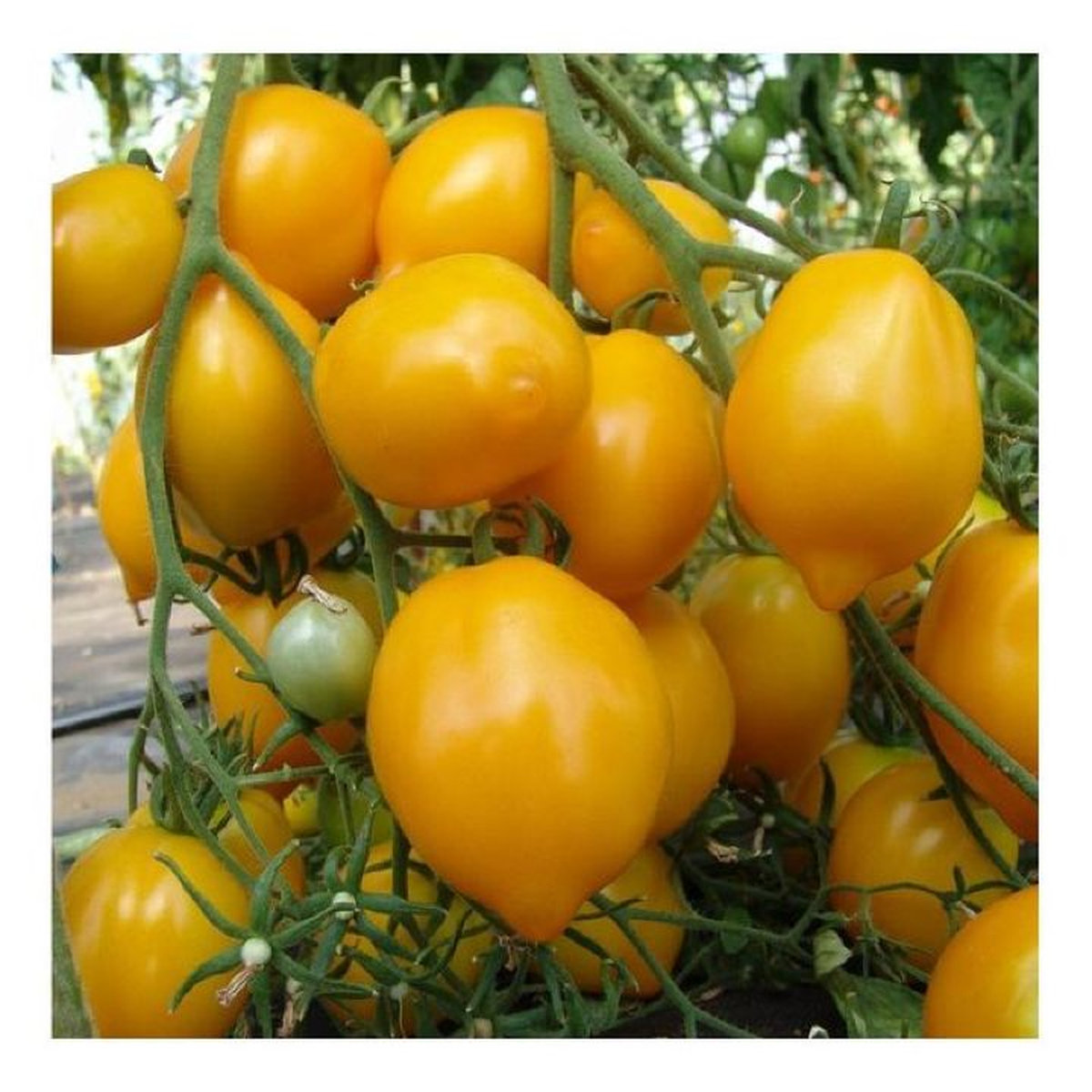 Томат Цитрина Citrina