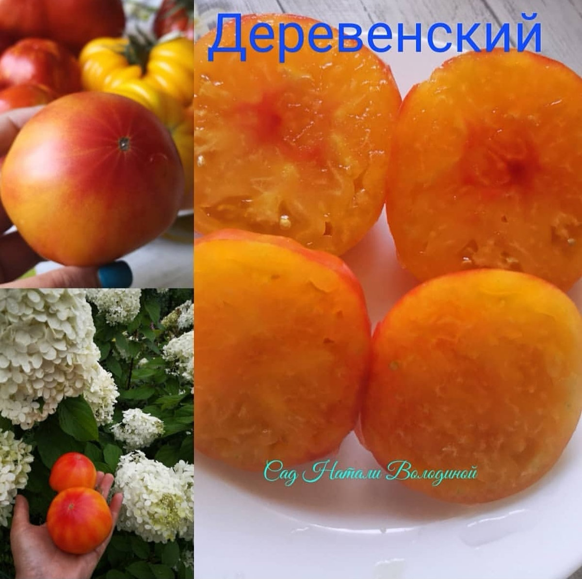 Томат Хилбилли, Hillbily,Деревенский.