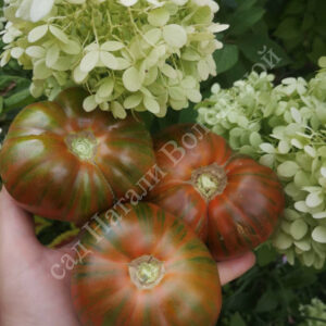 Томат Девочка Девочки Странная Вещь