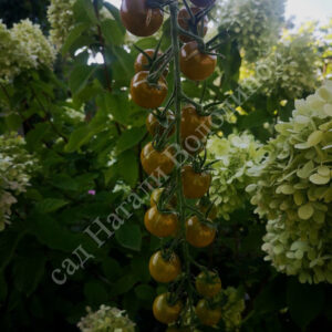 Томат Доктор Грин