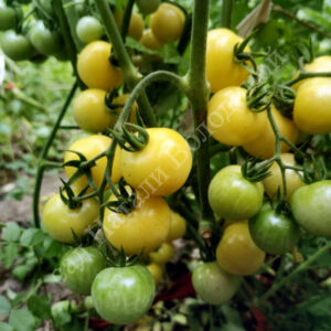 Томат Доктор Кэролайн