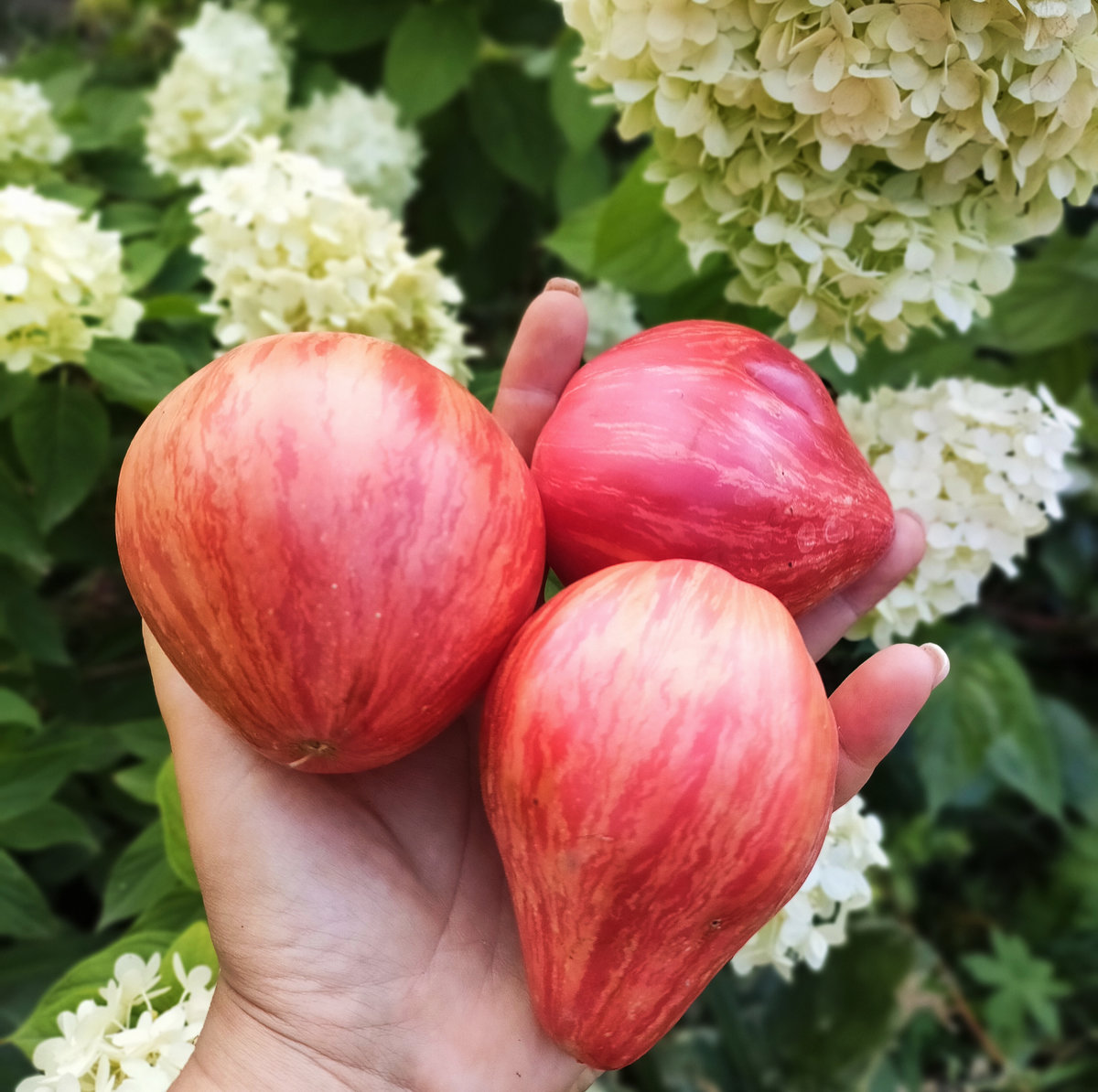 Томат Долговязая Салли