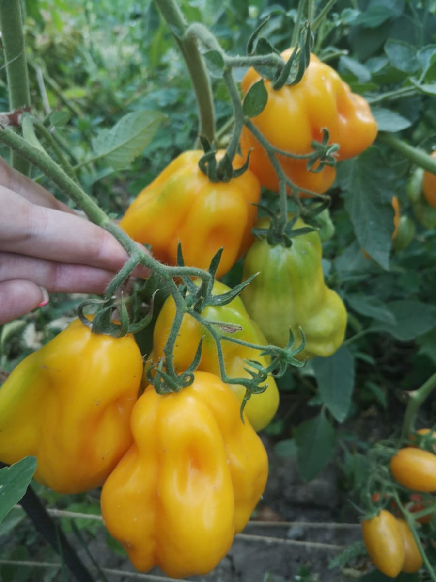 Томат Драпированный Drapée