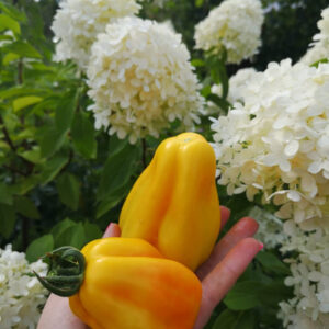 Томат Драпированный Drapée