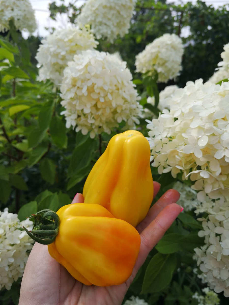 Томат Драпированный Drapée