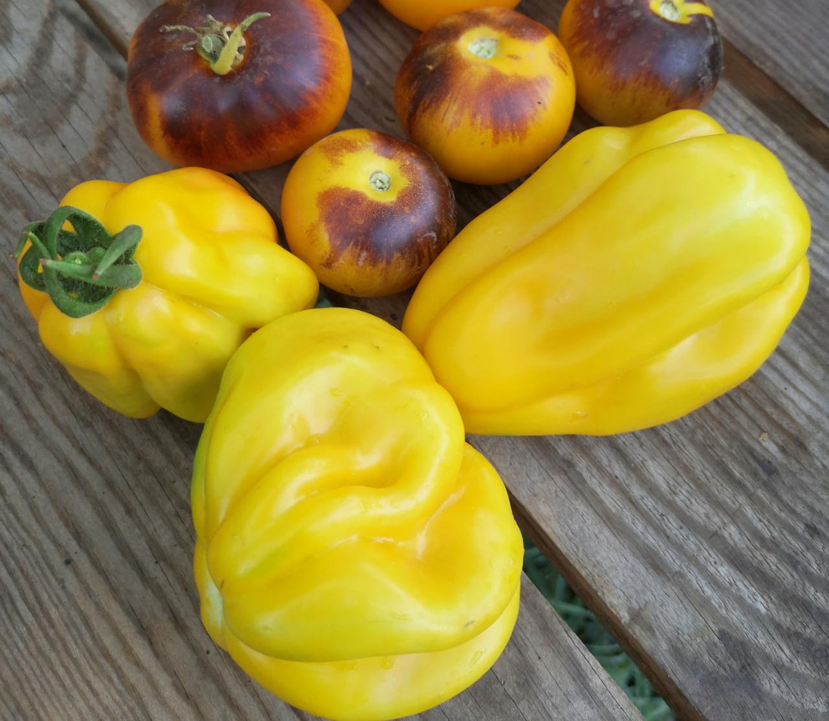 Томат Драпированный Drapée