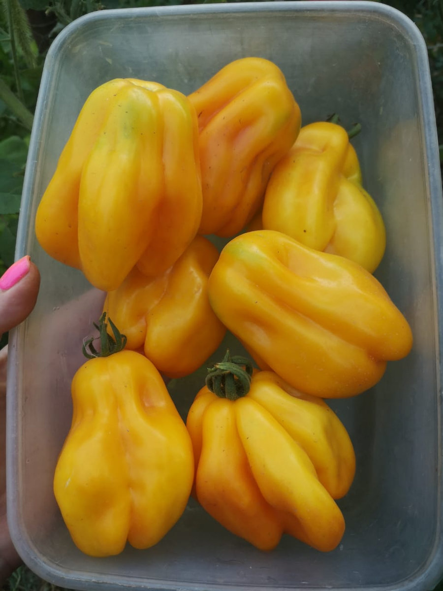 Томат Драпированный Drapée