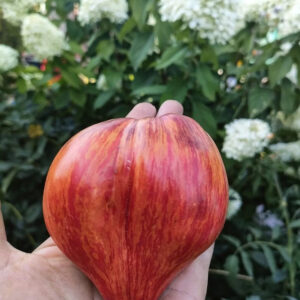 Томат Дробленое сердце (Crushed Heart)