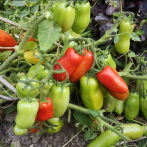 Томат Дрова