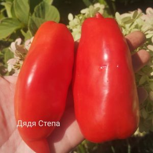 Томат Дядя Степа