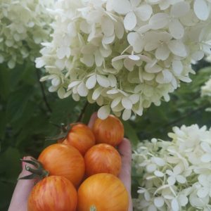 ТОМАТ ЭЛЬБЕРТА ПЕРСИКОВАЯ (ELBERTA PEACH)