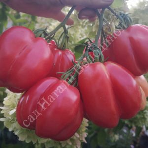 Томат Этуаль