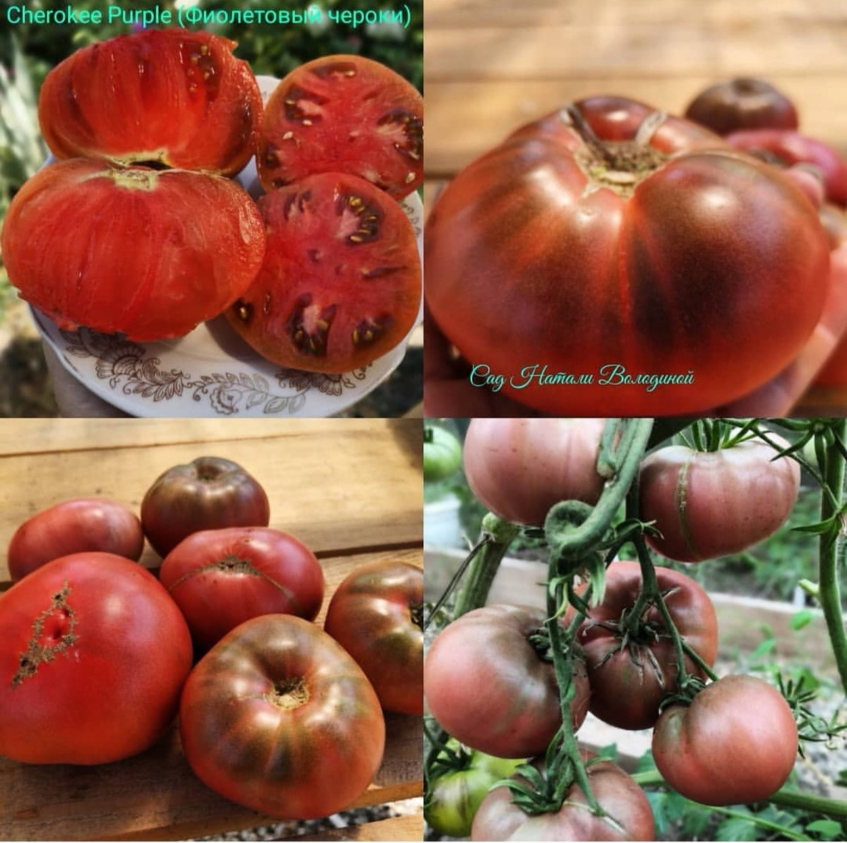 Томат Фиолетовый черокез (Cherokee Purple) США