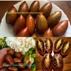 Томат Фиолетовый Изумруд