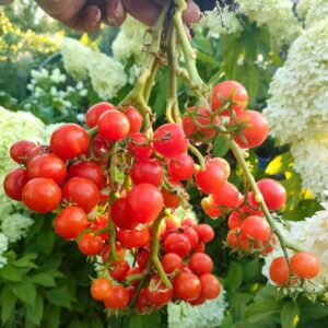 Томат Флорида Петит