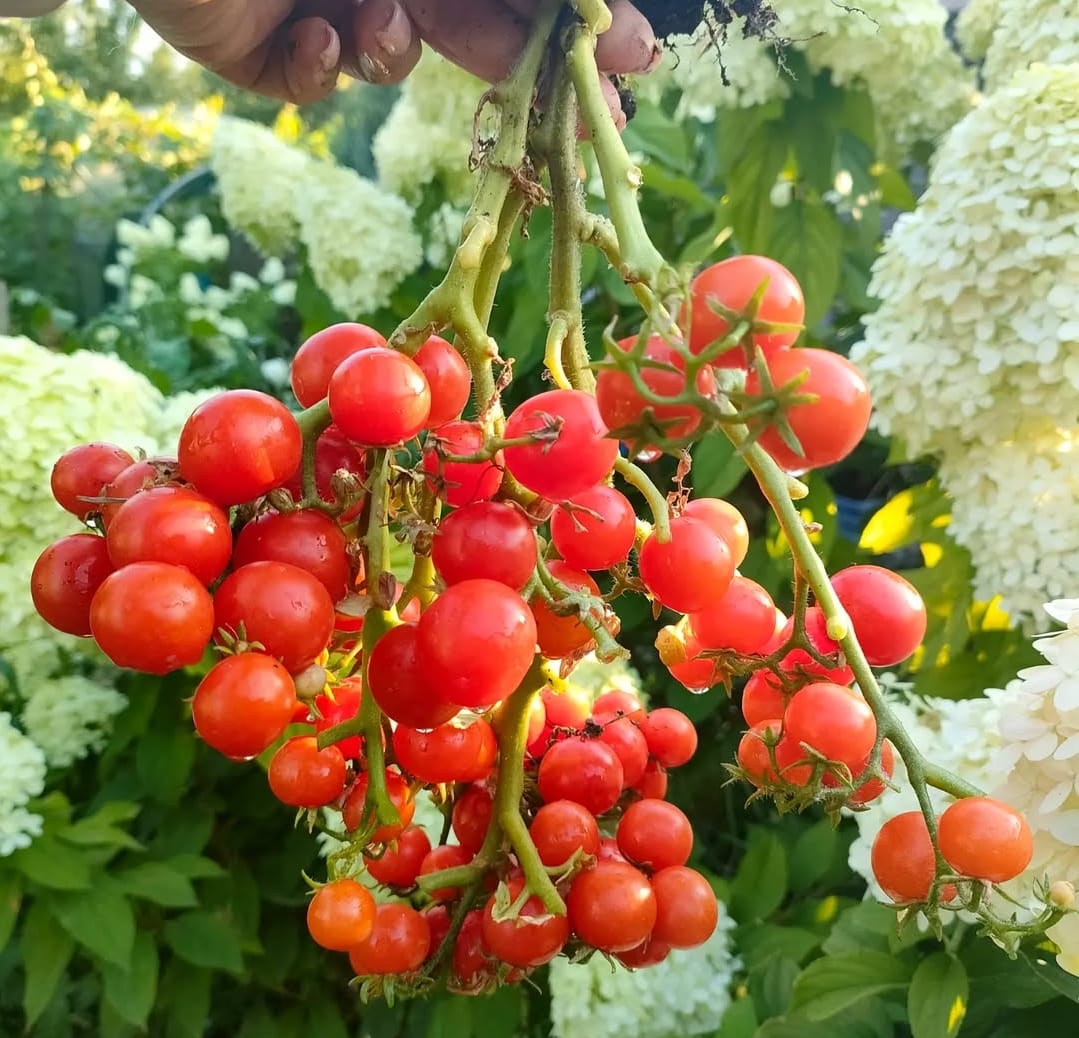 Томат Флорида Петит