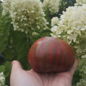 Томат Фредс Тай Дай