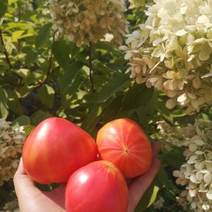 Томат Гавайский ананас