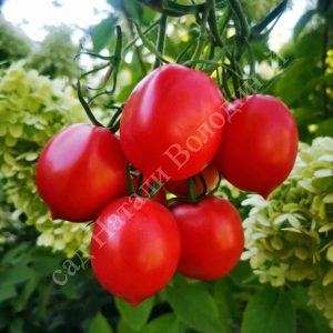 Томат Гибрид Тарасенко 2