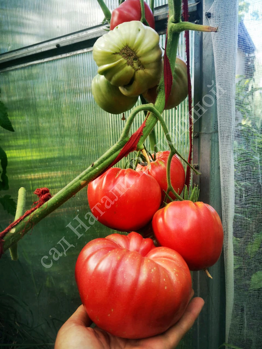 Томат Гигант Лары ( Lara’s Giant, США)