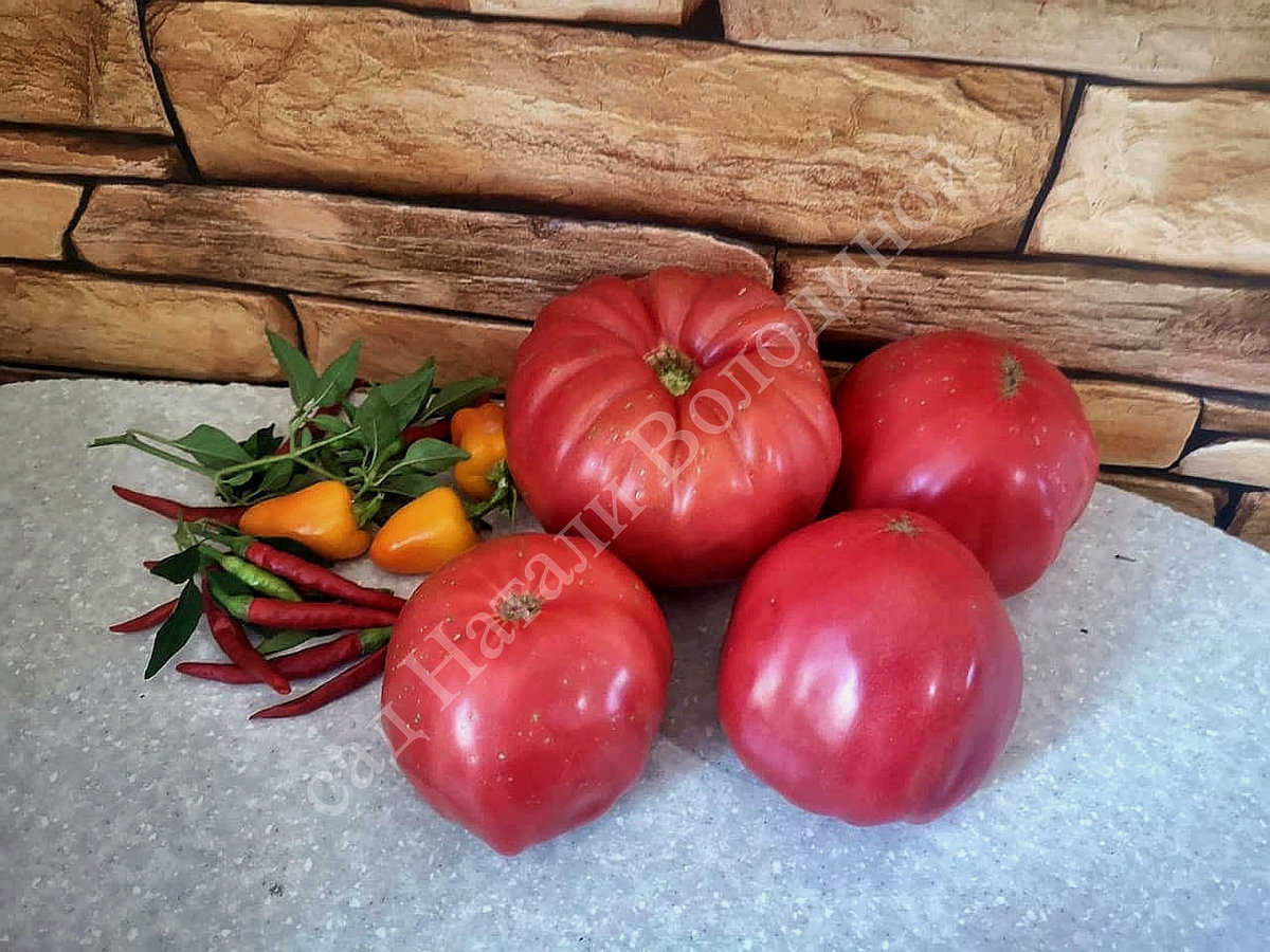 Томат Гигант Лары
