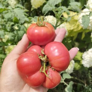 Томат Гном Арктическая роза (Арктик Роуз, Arctic Rose)