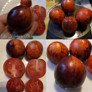 Томат Гном бой с тенью (Dwarf shadow boxing) США