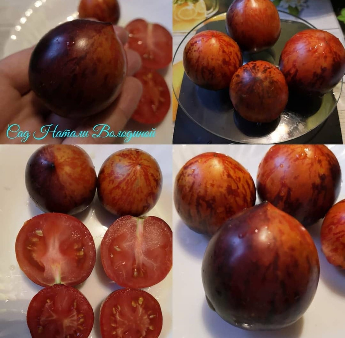 Томат Гном бой с тенью (Dwarf shadow boxing) США