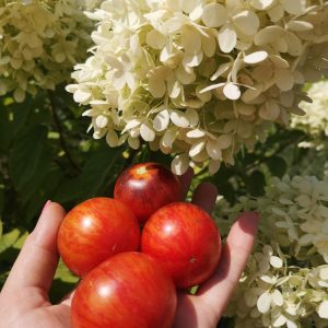 Томат Гном Анто Полосатый