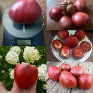 Томат Dwarf Purple Heart (Гном  Пурпурное Сердце)