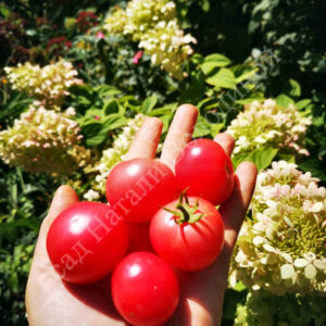 Томат Гном Розовый опал