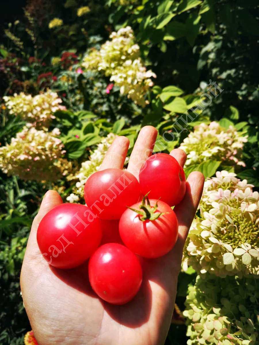 Томат Гном Розовый опал