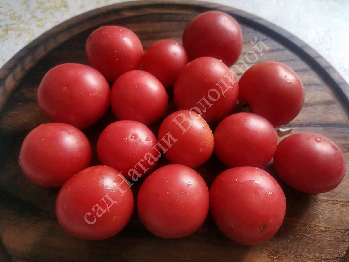 Томат Гном Розовый опал (Dwarf Pink Opal) Бельгия