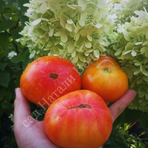 Гном Русский вихрь