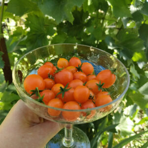 Томат Горшечный оранжевый