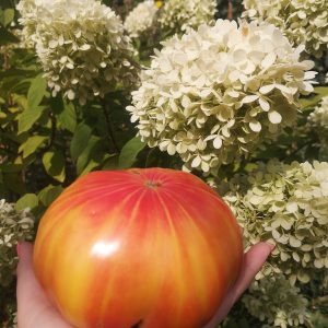 Томат Грейпфрут (Grapefruit) США